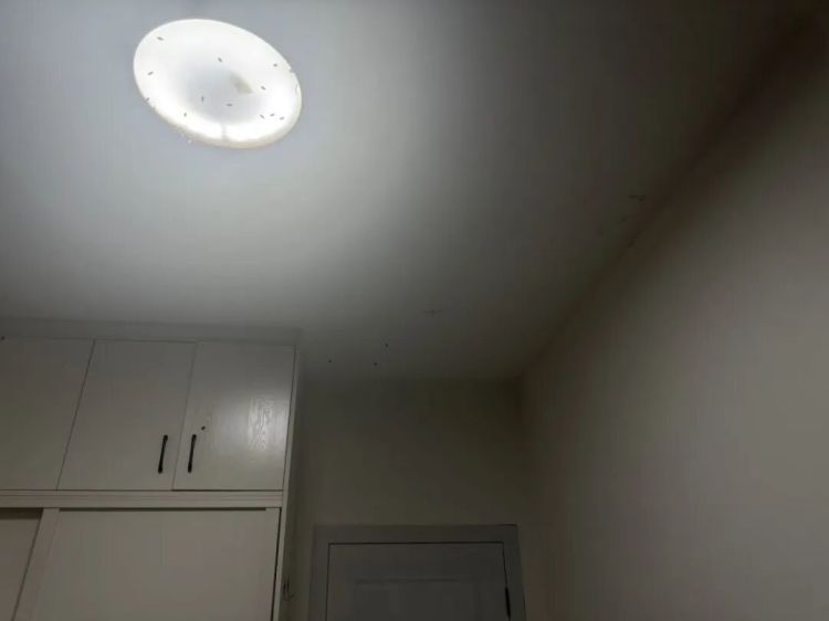 头皮发麻!南宁一市民家里突然飞来一群蜜蜂,专家支招 头皮发麻!南宁一市民家里突然飞来一群蜜蜂,专家支招