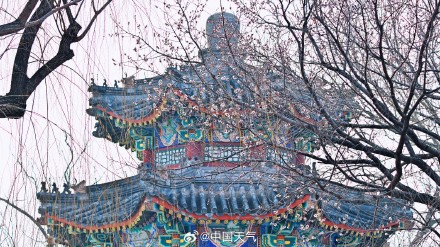 北京颐和园西堤春桃含苞 静待花开满枝