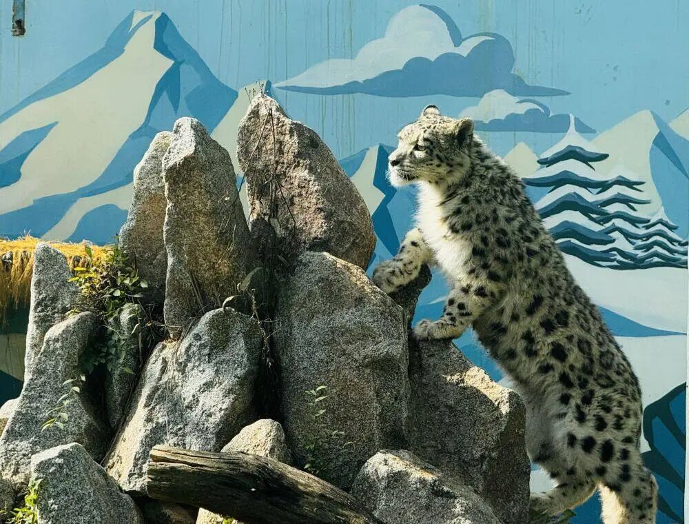 三江源雪豹保护模式为亚洲国家提供借鉴 三江源雪豹保护模式为亚洲国家提供借鉴