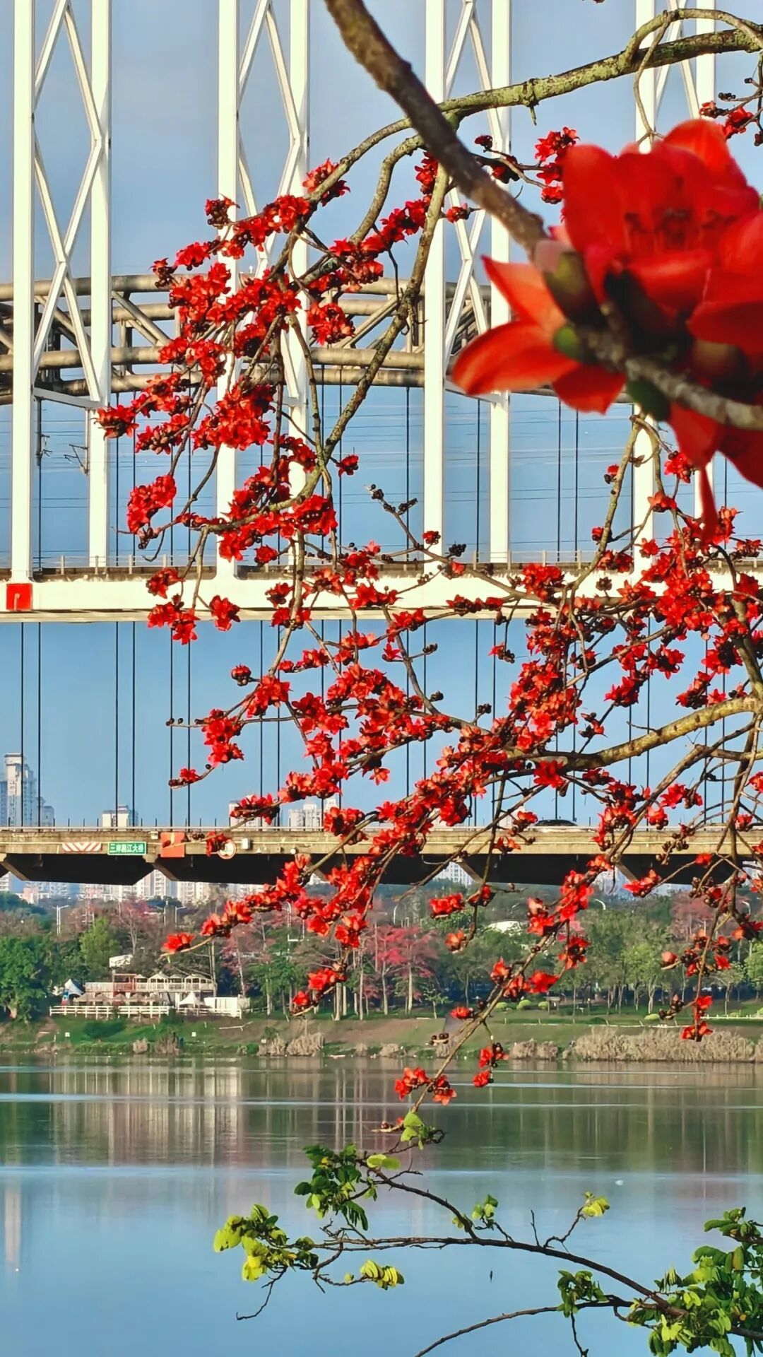 路边的木棉花别捡!答应我,别再拿回家煲汤了 路边的木棉花别捡!答应我,别再拿回家煲汤了