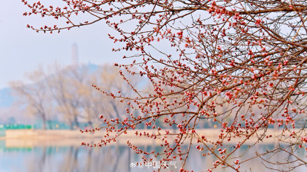 北京颐和园西堤春桃含苞 静待花开满枝