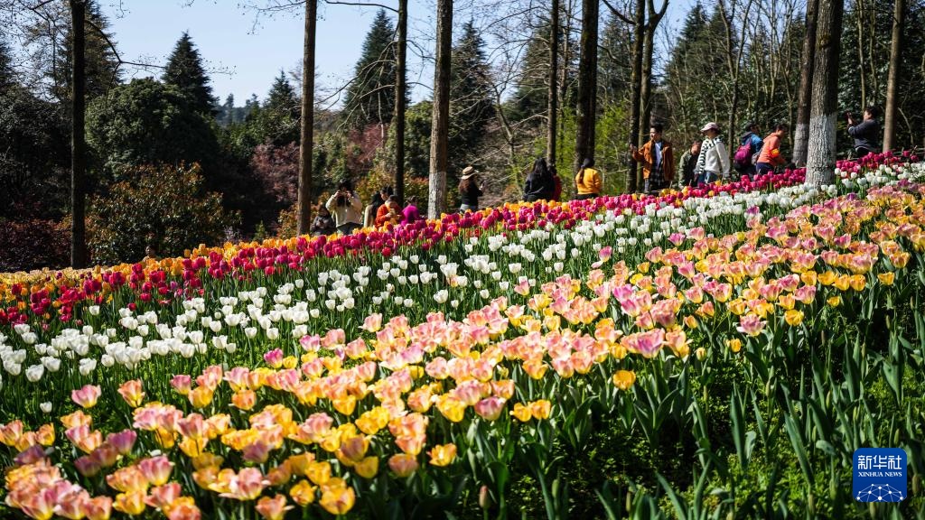 贵州龙里:郁金香开迎客来 贵州龙里:郁金香开迎客来