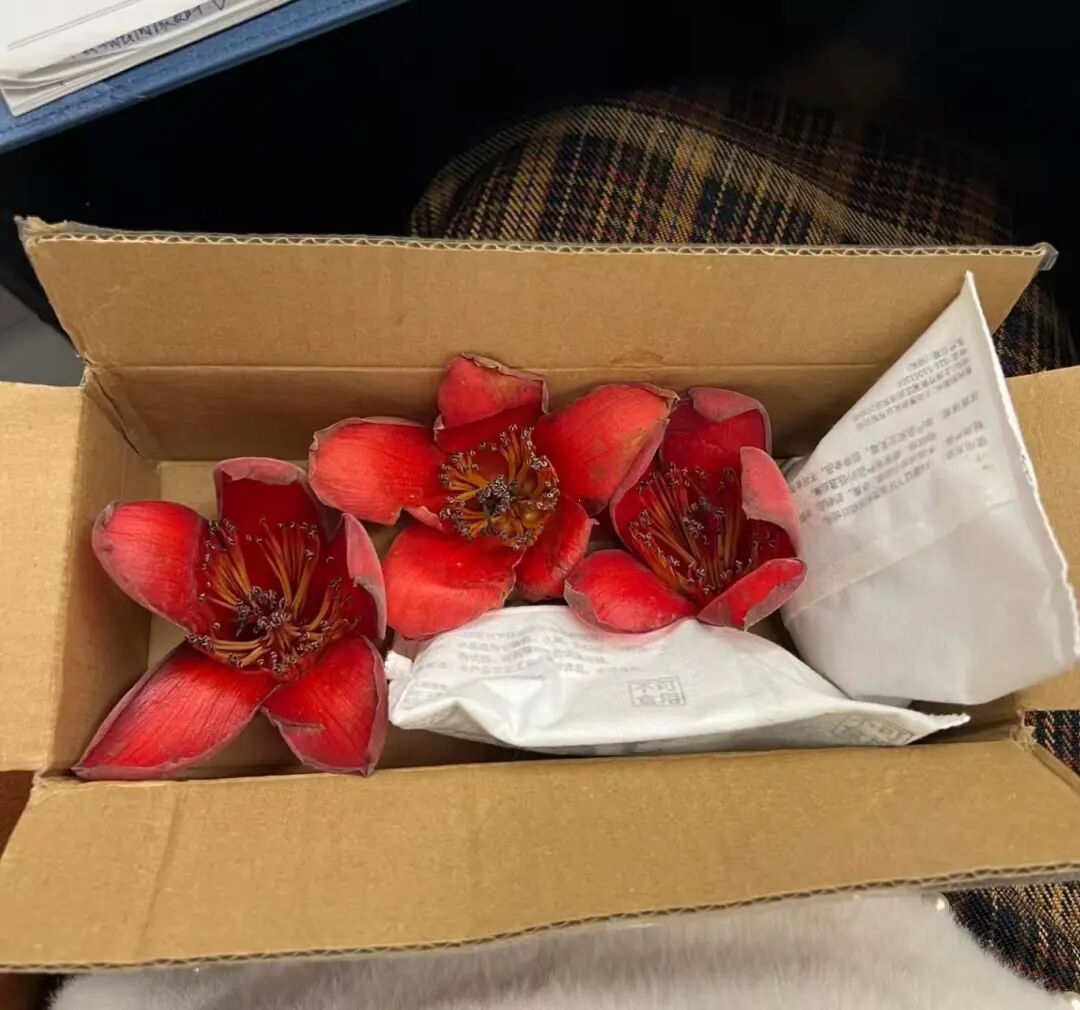 “千里送木棉”感动全网！上海网友一句“想看有多大、多红”，广州女生寄来春日浪漫