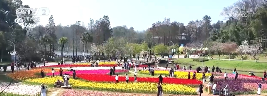 赏花不再只是“看风景” 多样场景为“春日经济”增添崭新活力