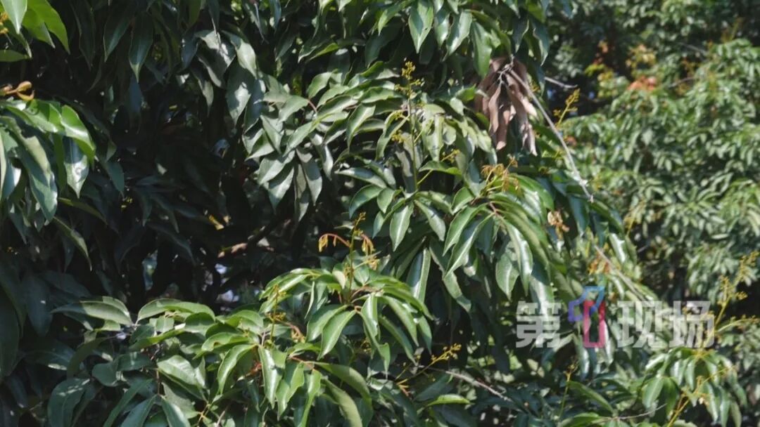 荔枝树只长叶不开花，桂味、糯米糍今年可能面临“失收”！