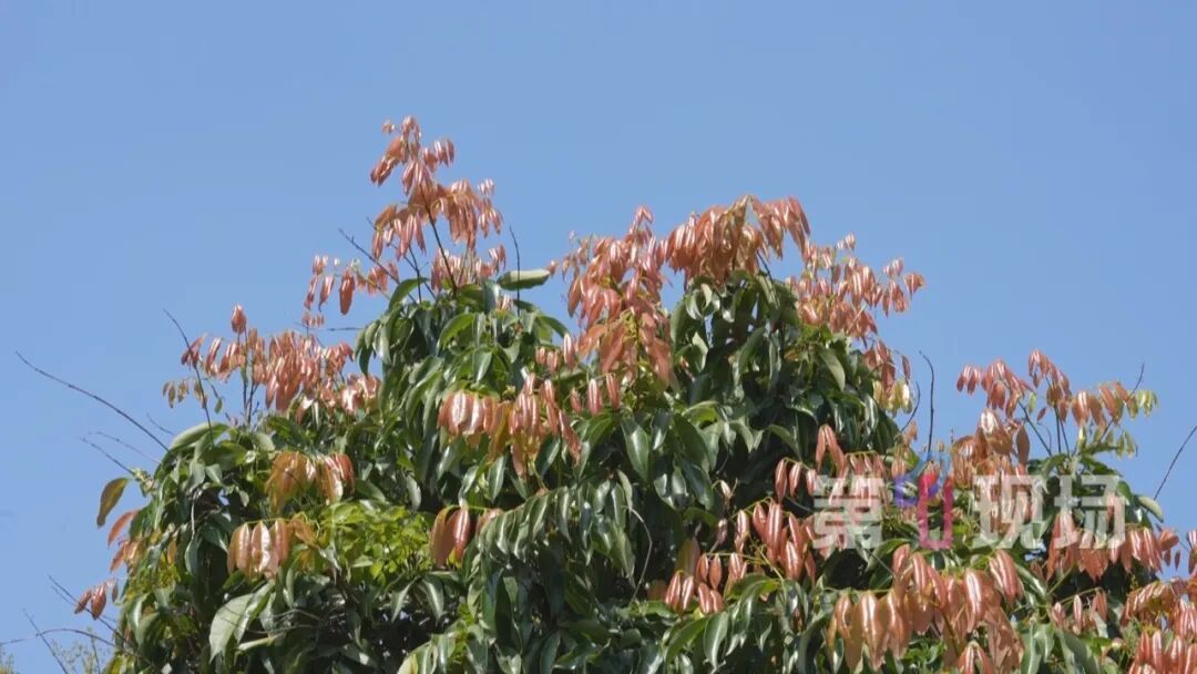 荔枝树只长叶不开花，桂味、糯米糍今年可能面临“失收”！