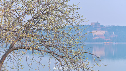 北京颐和园西堤春桃含苞 静待花开满枝