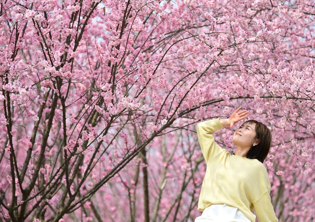 西安鄠邑:春日赏梅正当时 西安鄠邑:春日赏梅正当时