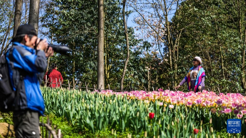 贵州龙里:郁金香开迎客来 贵州龙里:郁金香开迎客来