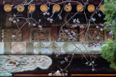 植树节故宫壁纸又上新了