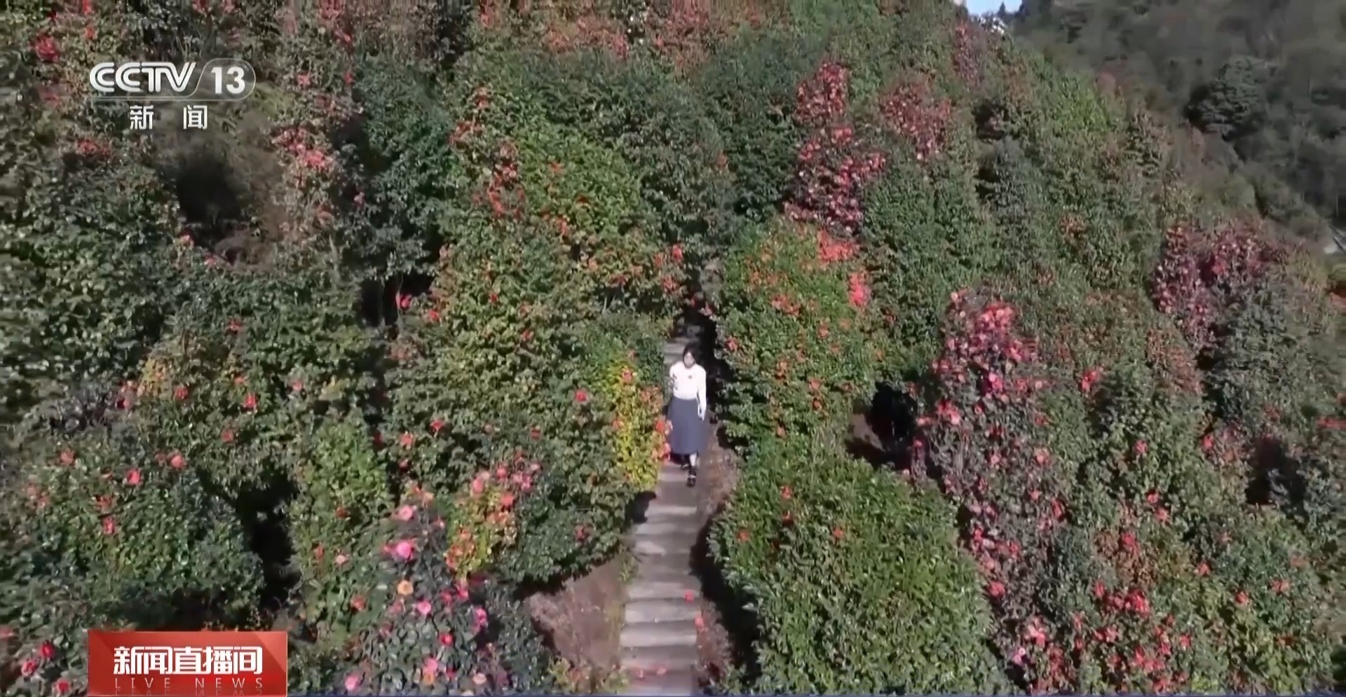 搭上“开往春天的列车” 打卡成雅铁路沿线美景