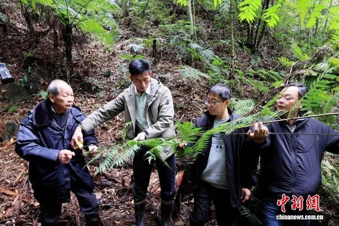 广西融安首次发现上千株“植物活化石”桫椤种群 广西融安首次发现上千株“植物活化石”桫椤种群