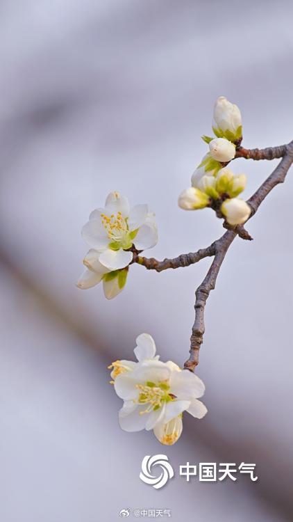 北京颐和园西堤春桃含苞 静待花开满枝