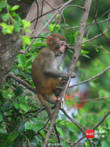 三亚：春暖花开 猕猴在雨林中玩耍