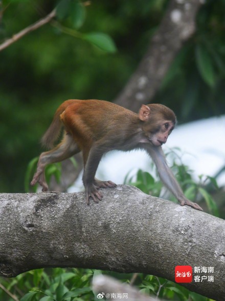 三亚：春暖花开 猕猴在雨林中玩耍