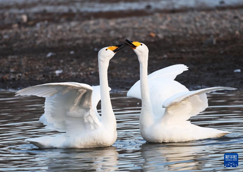 辽宁北票:白羽曼舞天鹅湾 辽宁北票:白羽曼舞天鹅湾