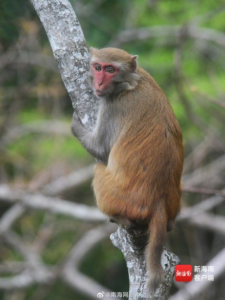 三亚：春暖花开 猕猴在雨林中玩耍