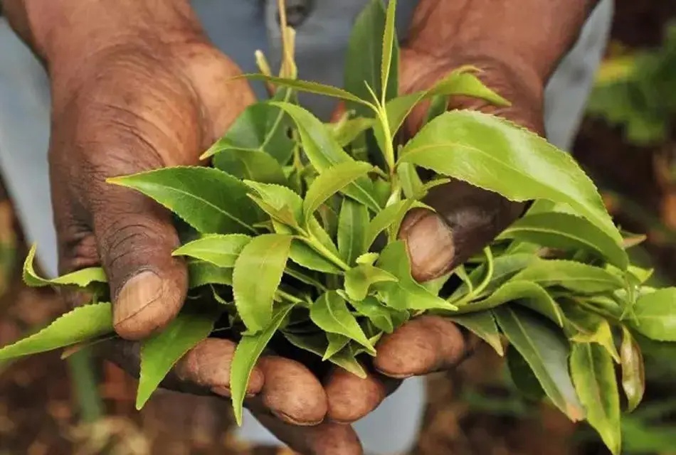看到这种植物,请立即报警! 看到这种植物,请立即报警!