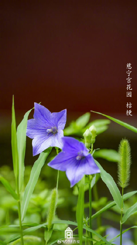 植树节故宫壁纸又上新了