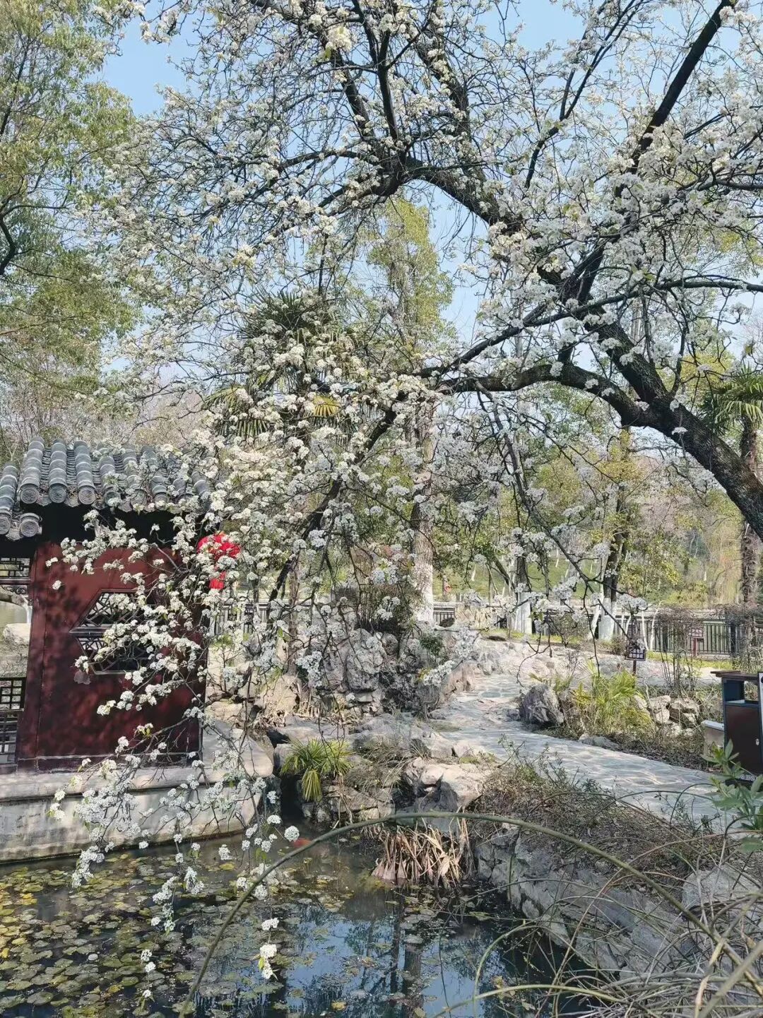 带你认识这朵“可以吃的花”! 带你认识这朵“可以吃的花”!