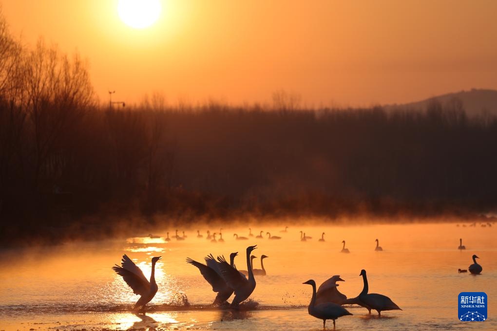 辽宁北票:白羽曼舞天鹅湾 辽宁北票:白羽曼舞天鹅湾