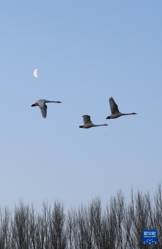 辽宁北票:白羽曼舞天鹅湾 辽宁北票:白羽曼舞天鹅湾