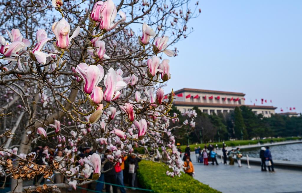 京城春信,玉兰先至 京城春信,玉兰先至