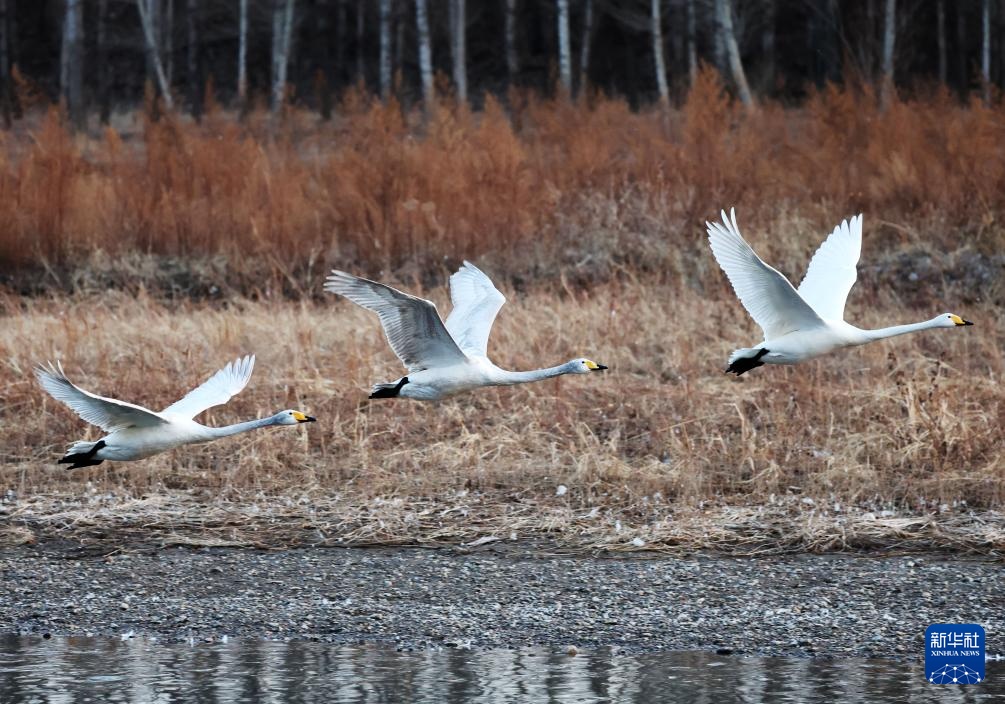 辽宁北票:白羽曼舞天鹅湾 辽宁北票:白羽曼舞天鹅湾