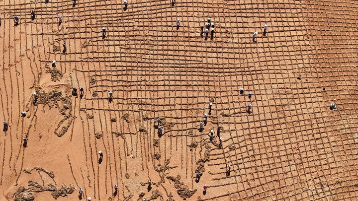 中国人种树到底有多厉害？