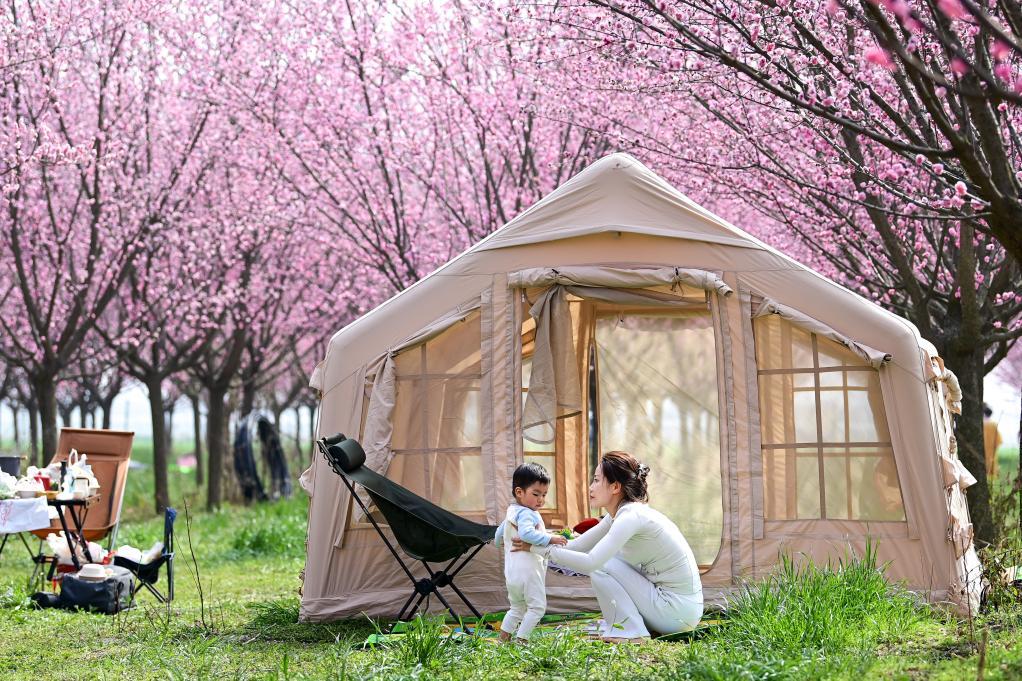 西安鄠邑:春日赏梅正当时 西安鄠邑:春日赏梅正当时