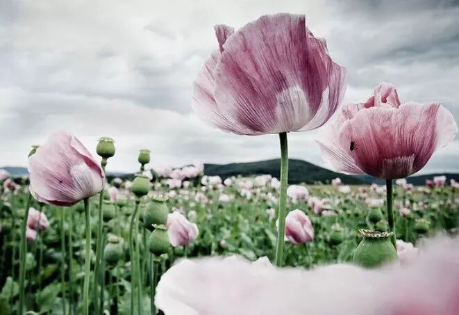 @所有人 注意,这个不是“花”,更不是“菜”!有人种植此物获刑 @所有人 注意,这个不是“花”,更不是“菜”!有人种植此物获刑