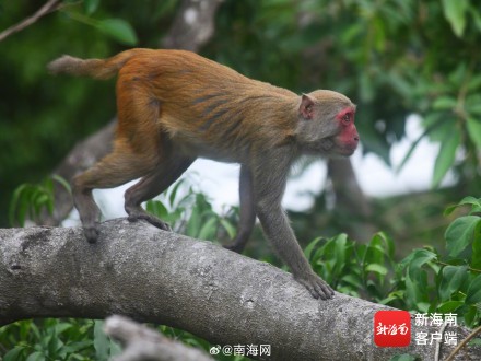 三亚：春暖花开 猕猴在雨林中玩耍