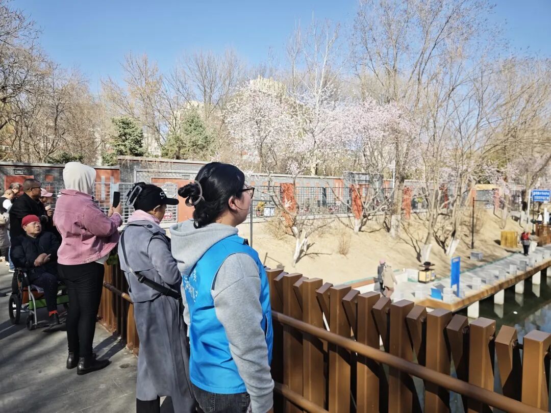 北京百米“粉色花廊”限时上线！已有不少市民前来打卡，最佳观赏时间——