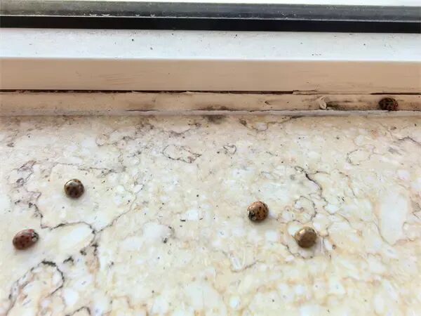 市民擦窗竟遇“花大姐”,专家:屋里太暖,它们醒早了 市民擦窗竟遇“花大姐”,专家:屋里太暖,它们醒早了