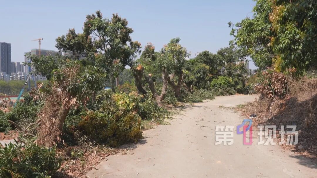 荔枝树只长叶不开花，桂味、糯米糍今年可能面临“失收”！