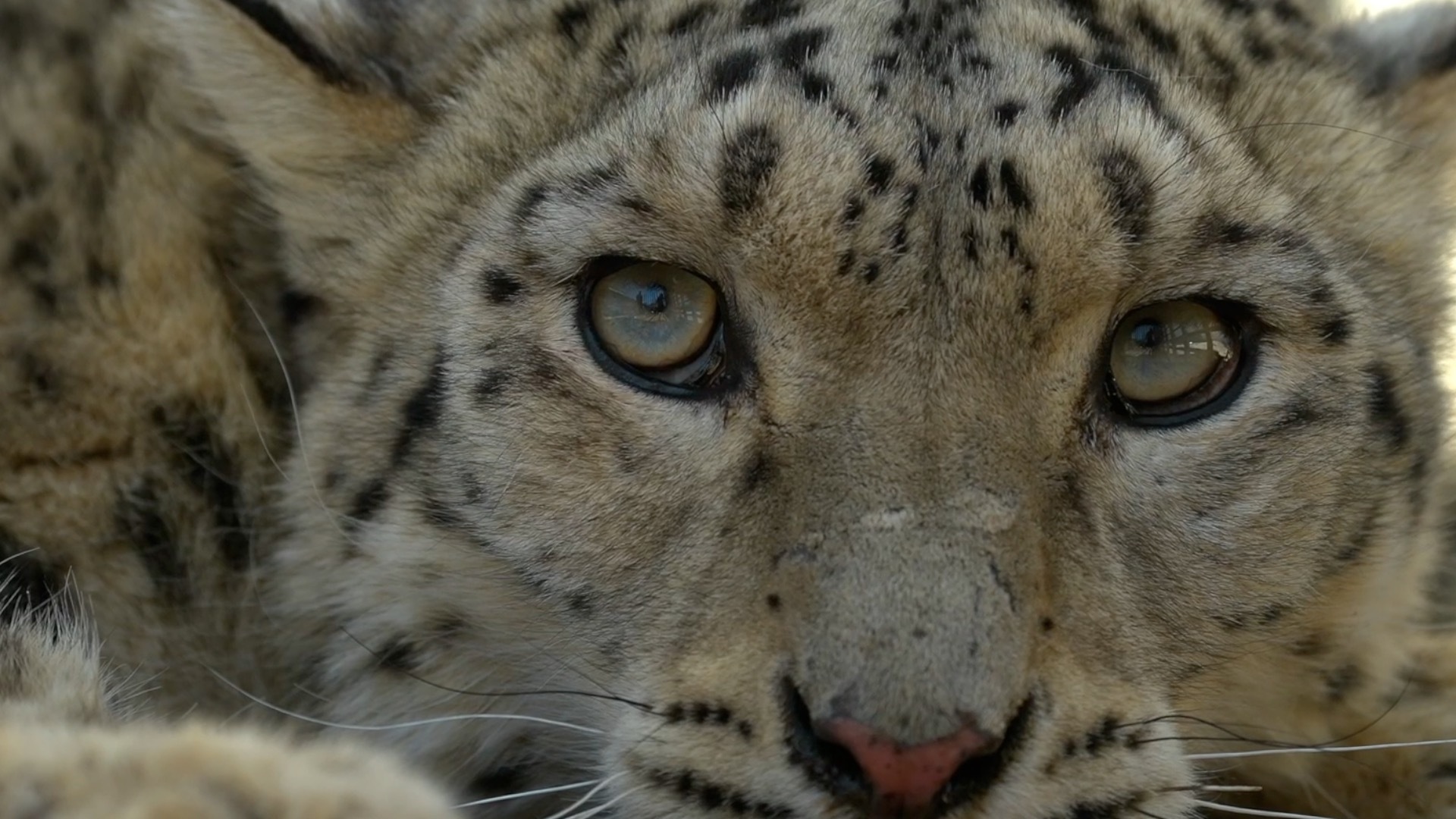 “高原精灵”雪豹回来了