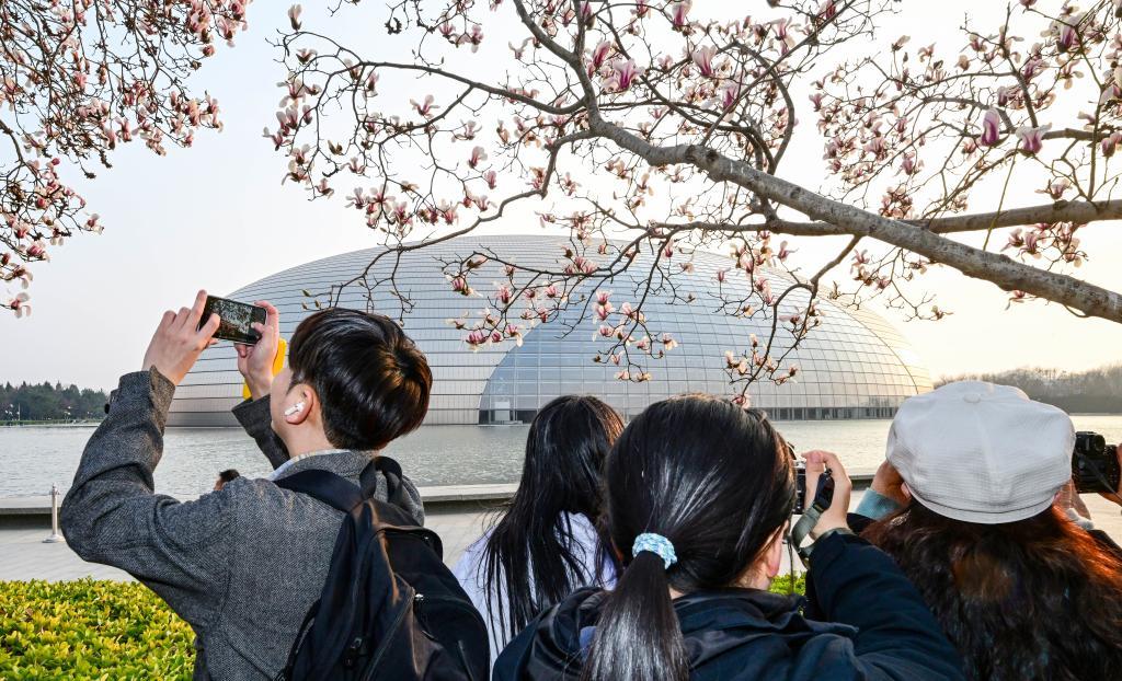 京城春信,玉兰先至 京城春信,玉兰先至