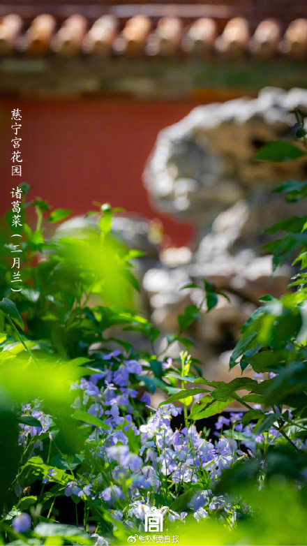 植树节故宫壁纸又上新了