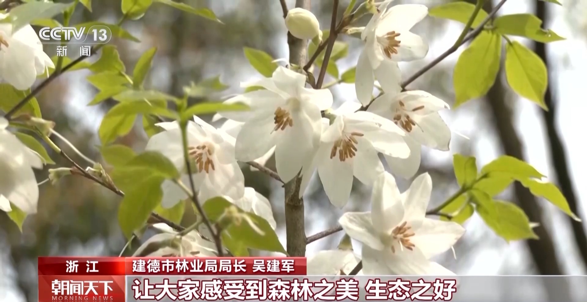 解锁绿色新高度 全球新增绿化面积四分之一来自中国 解锁绿色新高度 全球新增绿化面积四分之一来自中国