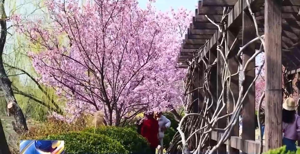 各地春日赏花有哪些好去处?请看这份赏花攻略 各地春日赏花有哪些好去处?请看这份赏花攻略
