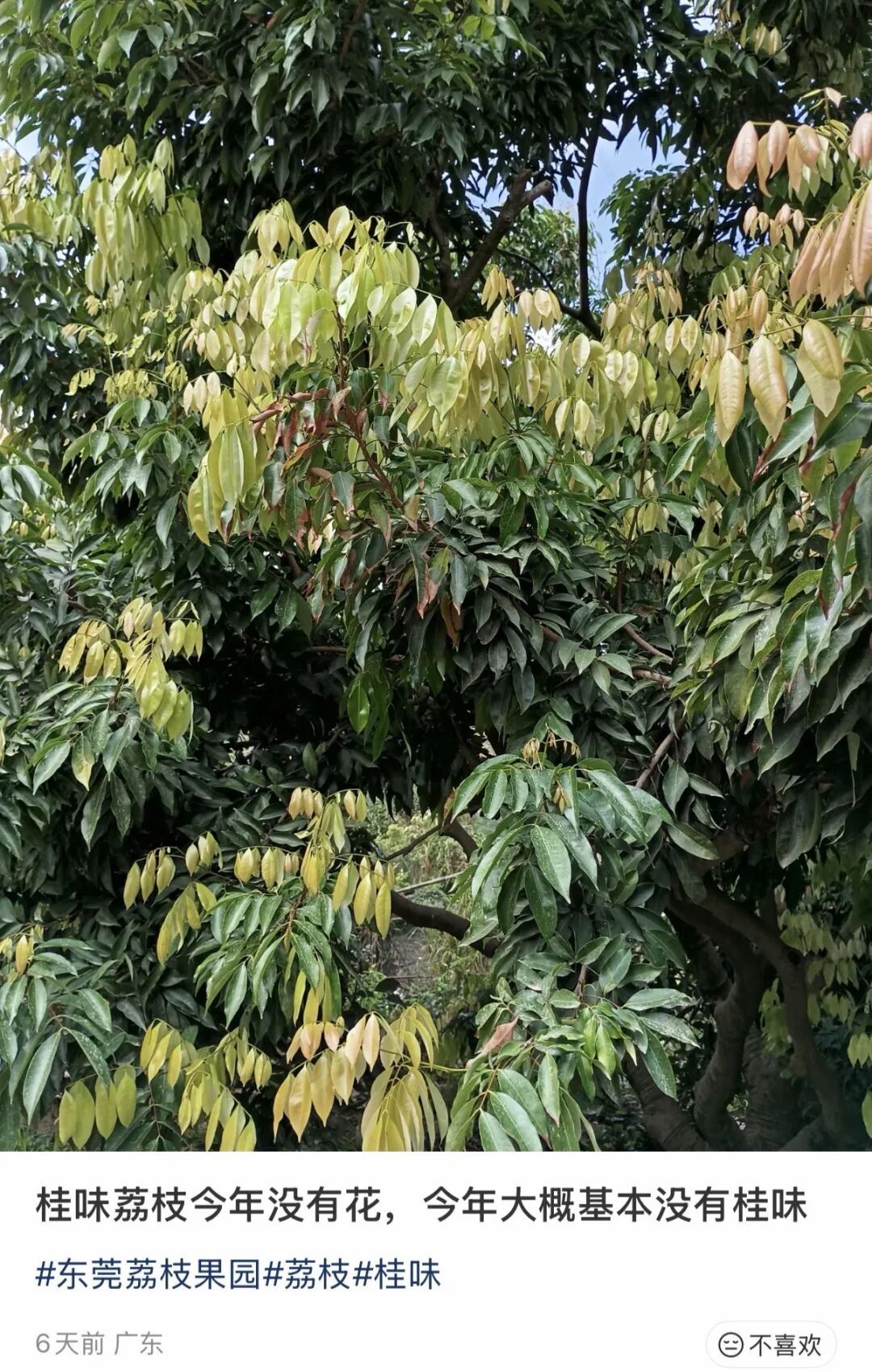 “今年荔枝或大减产”!桂味、糯米糍可能面临绝收…… “今年荔枝或大减产”!桂味、糯米糍可能面临绝收……