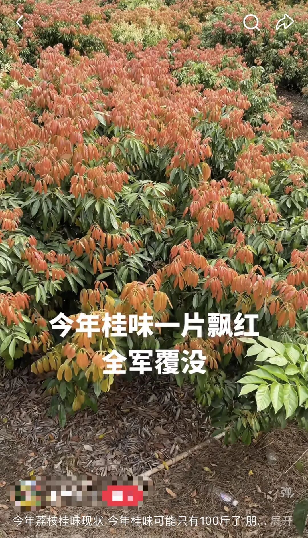 “今年荔枝或大减产”!桂味、糯米糍可能面临绝收…… “今年荔枝或大减产”!桂味、糯米糍可能面临绝收……
