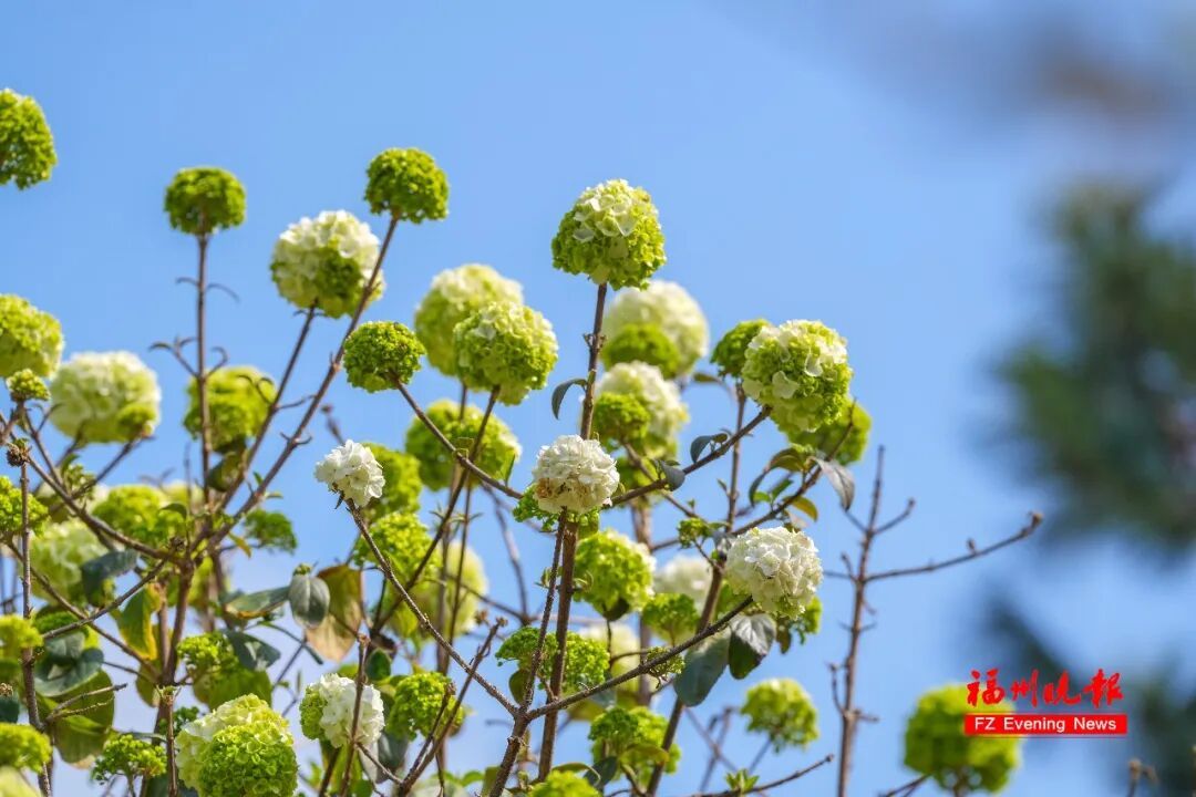 太美了!3万多株杜鹃!福州网红公园,要刷屏! 太美了!3万多株杜鹃!福州网红公园,要刷屏!