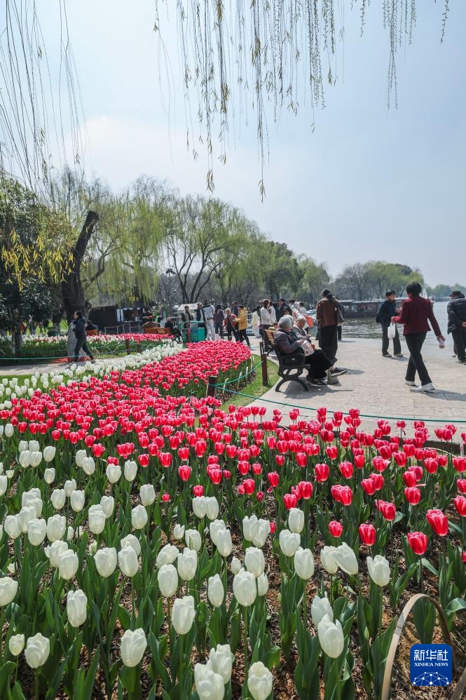 春季湖畔花海迎客来 春季湖畔花海迎客来