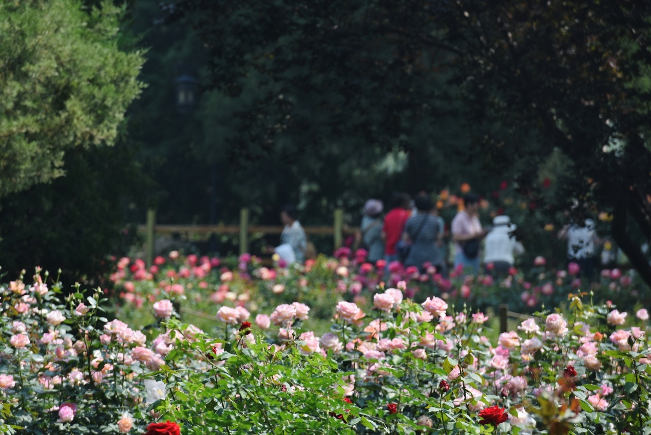 还等啥？快来陶然亭公园赏花吧！