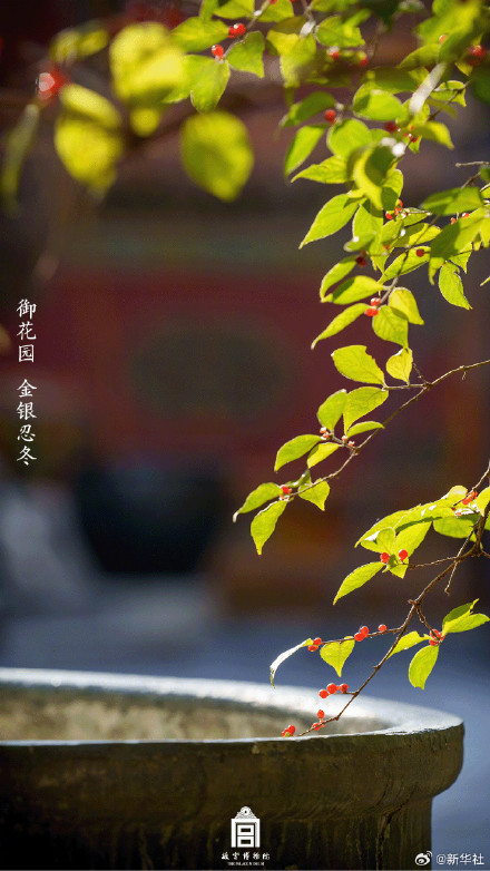 故宫春日氛围感大片上新了 故宫春日氛围感大片上新了