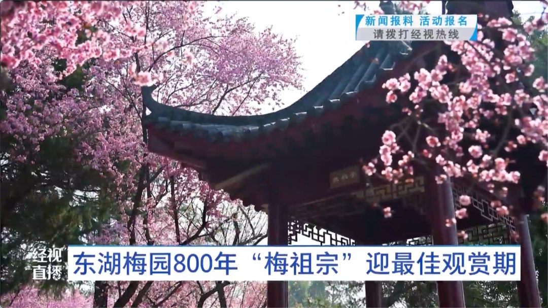 武汉东湖梅园800年“梅祖宗”,迎最佳观赏期! 武汉东湖梅园800年“梅祖宗”,迎最佳观赏期!