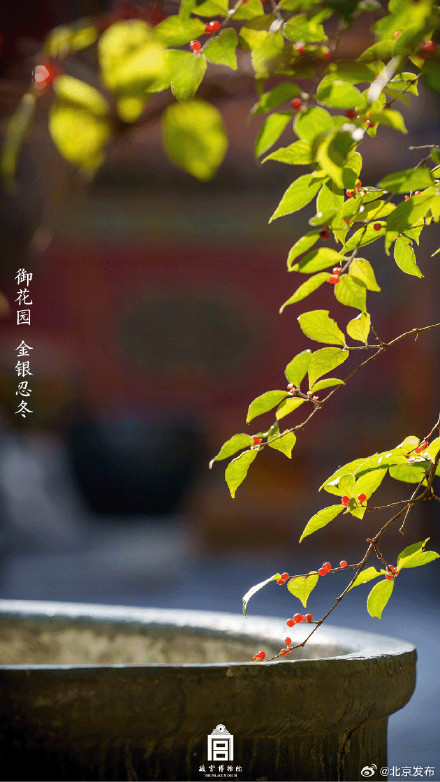 收藏了解！故宫里的小众花木也值得一看