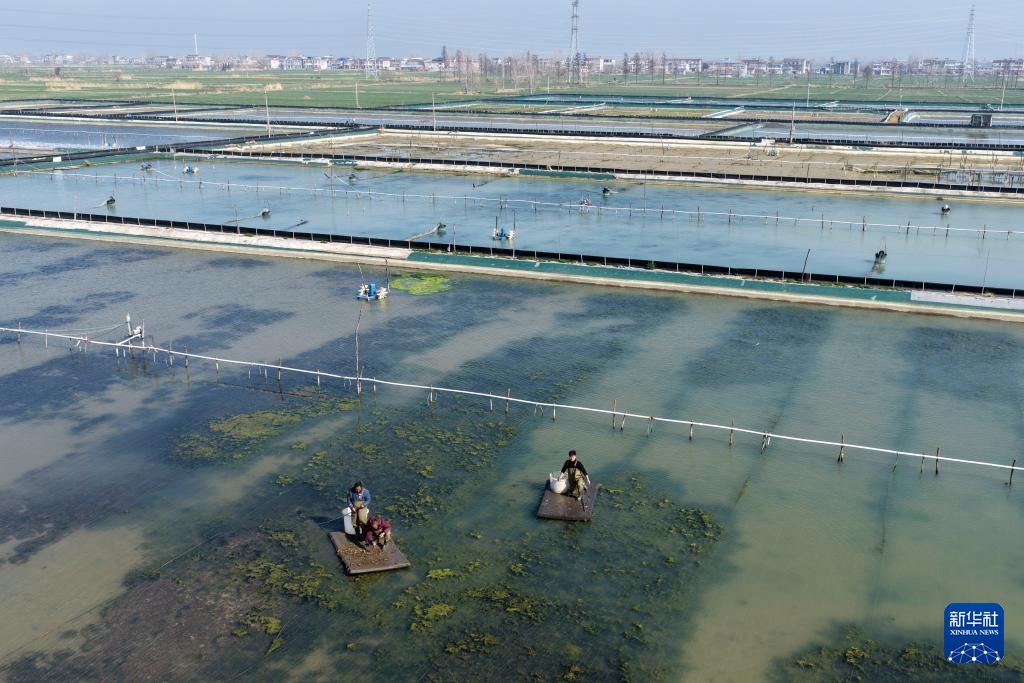 “90后”新农人的水上春耕季 “90后”新农人的水上春耕季