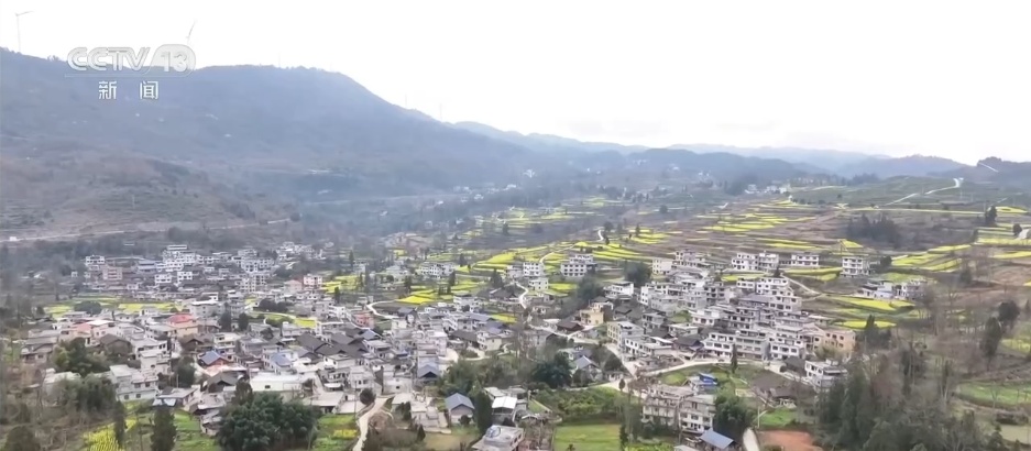 稻油轮作让“冬闲田”变“增收田” 金色花海扮靓乡村振兴“致富路” 稻油轮作让“冬闲田”变“增收田” 金色花海扮靓乡村振兴“致富路”